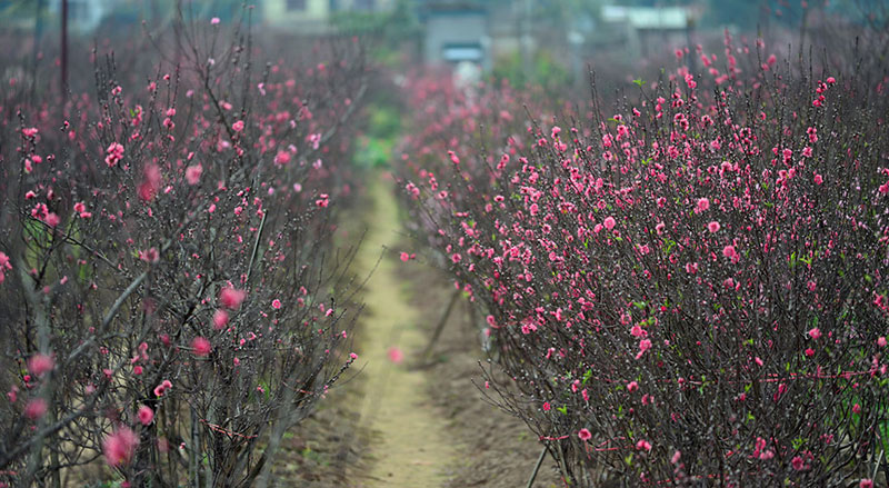 Trước Tết 10 ngày, đào Nhật Tân đã khoe sắc từ vườn về phố